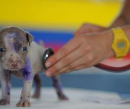 gallarza-centro-veterinario-cachorro-05.jpg