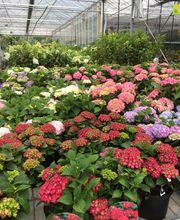 Pépinière Côté Jardin image 13