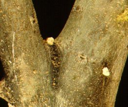 raysa-andujar-sa-fungisidas-02.jpg