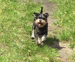 Hundeschule Thea Grothe Bild 1