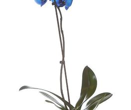 Floristería Casa Basusta Loradenda imagen 1