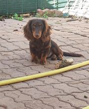 Chatterie Angels Queenie's image 1