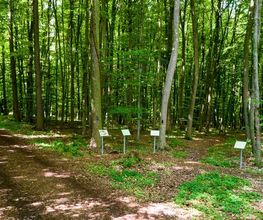 FriedWald Ohetal Bild 6