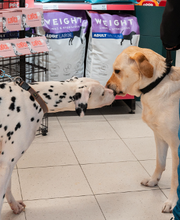 Tom&Co Denain image 11