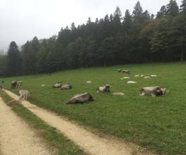 Ferme-Restaurant Pierreberg Bild 9