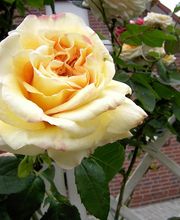 Ferienhaus Seemöwe Bild 5