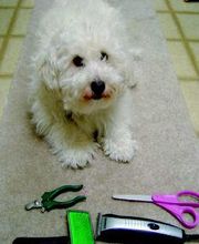 Clínica Veterinaria Los Galgos imagen 4