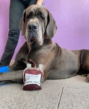 Clinica Veterinaria Leonardo da Vinci immagine 5