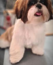 A Fleur De Chiens image 2