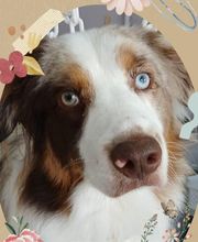 Hop les Poils image 2