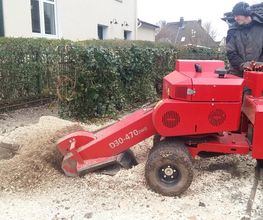 Wurzelfräsung Baumpflege Klückers