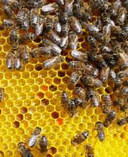 LA MAISON DES ABEILLES image 3