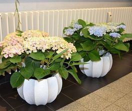 Blumen Art Bild 11