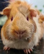 Dierenkliniek PETcomfort - Dierenarts Utrecht afbeelding 6