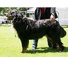 Charly'Dog image 3