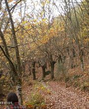 Virxen Dos Remedios imagen 4