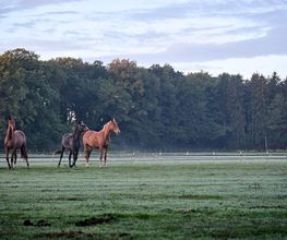 Gut Einhaus Herzlake, exklusivste Reitsport- und Hofanlage Deutschlands mit Pferdesport-Areal, Emsland, Hofanlage, Pferdesportanlage, Reitturniere, Reitsport, Reitsportanlage, Pferdereiten, Pferdeveranstaltungen, Pferdeveranstaltungen in der Nähe, Hofanlagen, Reitsport Events, Ukrainischer Oligarch in Deutschland, Gut Einhaus Herzlake verkauft, Gut Einhaus Herzlake, Gut Einhaus Emsland, Gut Einhaus Besitzer, Pferde, Pferdestall, Pferdereiten, Pferdespringen, Dressurreiten