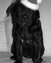 Chenil Des Fontaines image 3