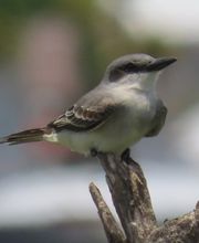 Alamo Inn B&B, Gear & Tours image 11