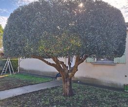 Bastidon Jardin image 6