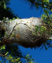 KH Anti-Nuisibles 3D image 4