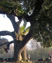 L'Arbre Remarquable image 3