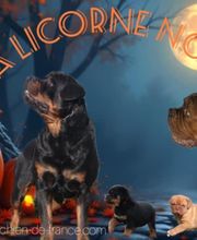 La Licorne Noire image 2