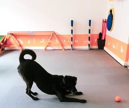 Hundezentrum Lapki Bild 11
