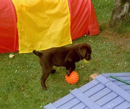 Die Schule der Labradorfreunde Bild 8