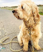 seelenhund-leinen Bild 6