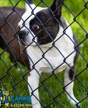 Canine Country Club & Feline Inn image 4