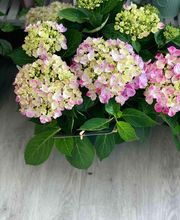 Créastyl'Flor image 11