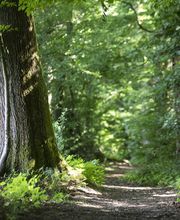 FriedWald Michelstadt im Odenwald Bild 12