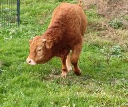 Thieles Hofladen Bild 10