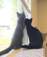 Onion River Animal Hospital image 12