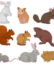 Fleetwood Pest Control image 9