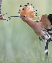 Tierfotograf - Lars Kaletta Fotograf | Hannover