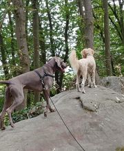 Keep Cool Dog image 15