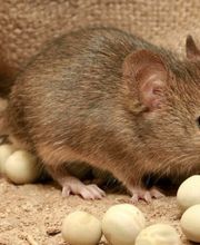 ExPest Schädlingsbekämpfung Bild 2