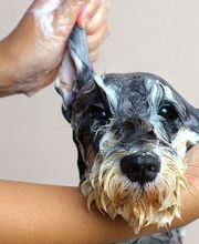 Hundesalon Pet Cut's Bild 3