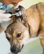 Hundesalon Pet Cut's Bild 9