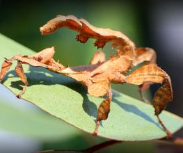 L'Insecterie image 2