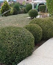 Terrier Moïse image 1