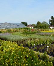 Lehmann Baumschulen AG Bild 14