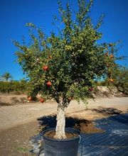 Planthispania imagen 3