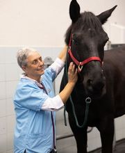 Tierklinik Leimental Bild 9