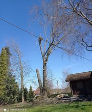 Arbo Pro image 4
