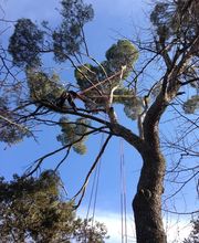 Des Jardins et des Arbres SARL image 7