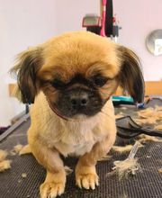 Hundesalon Engstingen Bild 12