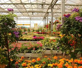 Pirig Gartencenter Bild 13